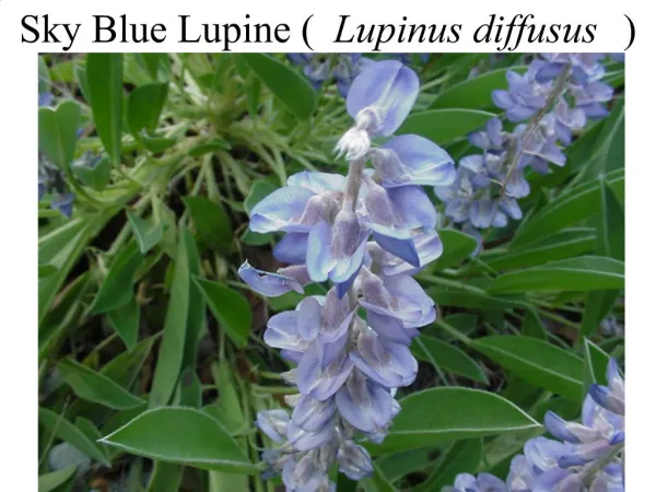 Sky Blue Lupine Lupinus diffusus