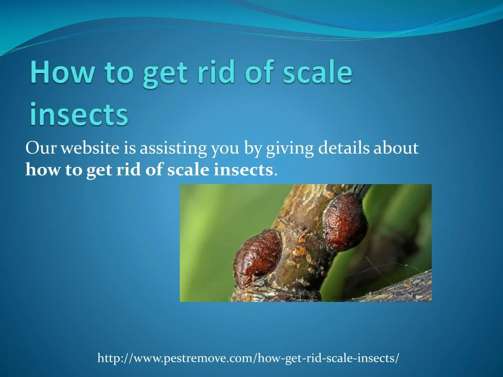 how to get rid of scale insects
