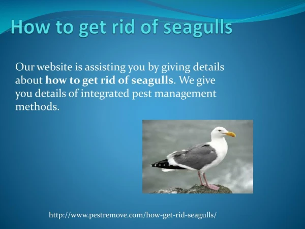 HOW TO GET RID OF SEAGULLS