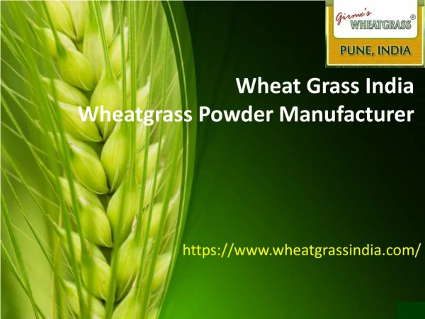 Wheatgrass India | Wheatgrass Powder Manufacturer