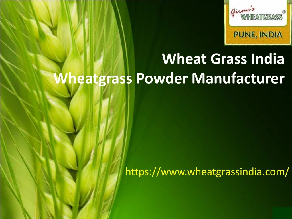 wheat grass india