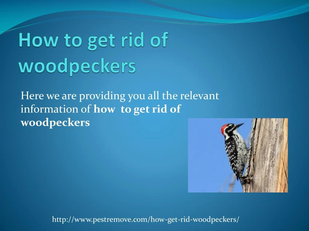 how to get rid of woodpeckers