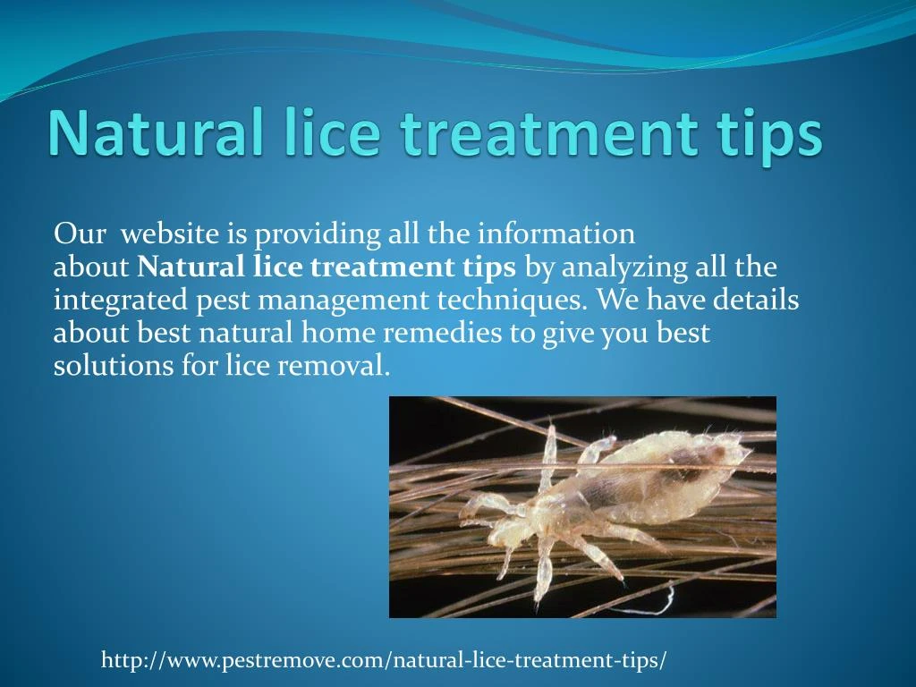 natural lice treatment tips
