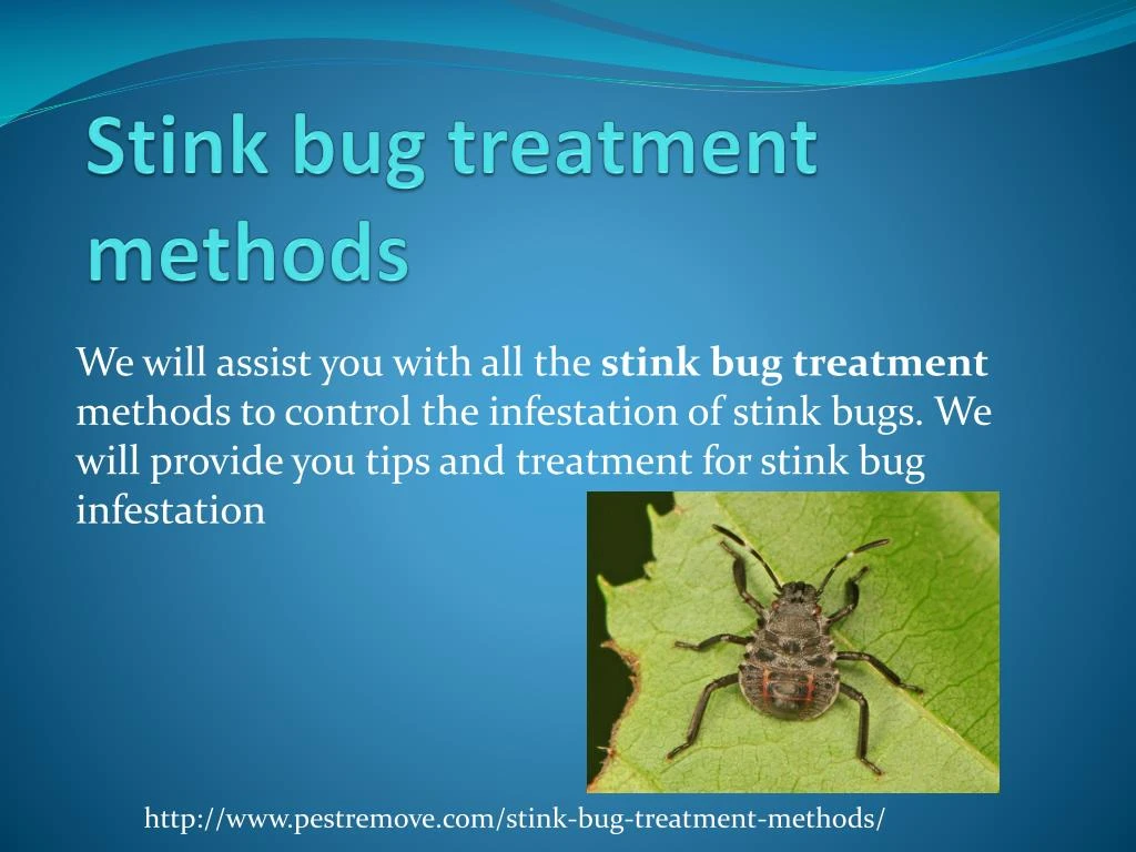 stink bug treatment methods