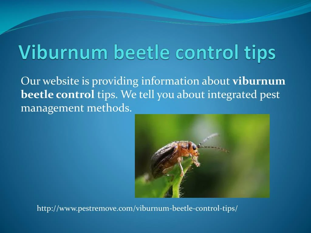 viburnum beetle control tips