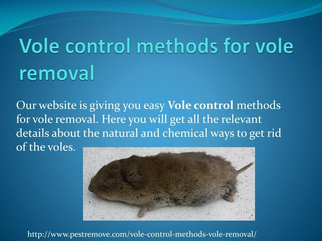 vole control methods for vole removal