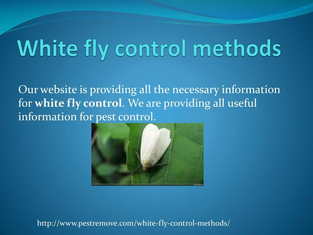 white fly control methods