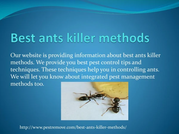 BEST ANTS KILLER METHODS