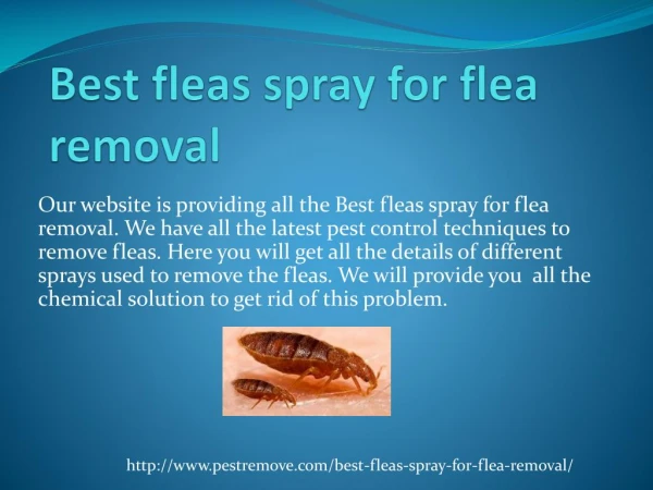 Best fleas spray for flea removal