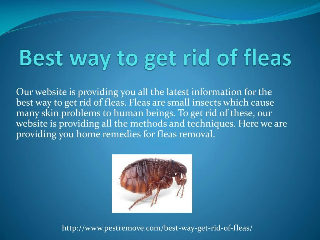 best way to get rid of fleas