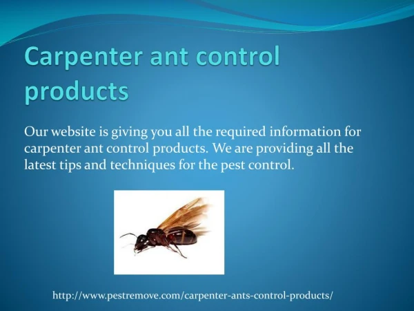 HOW TO GET RID OF CARPENTER ANTS
