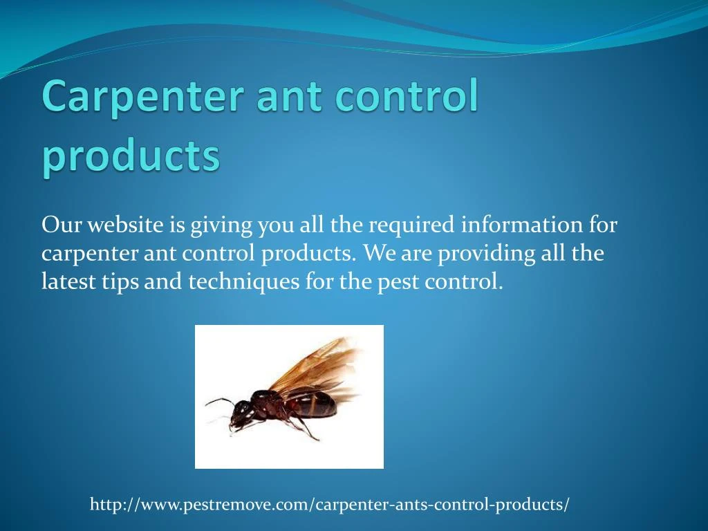 carpenter ant control products