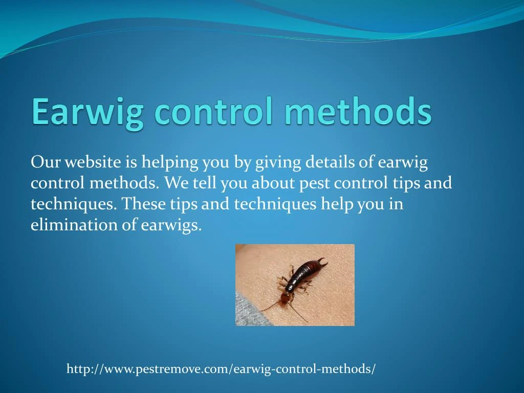 earwig control methods
