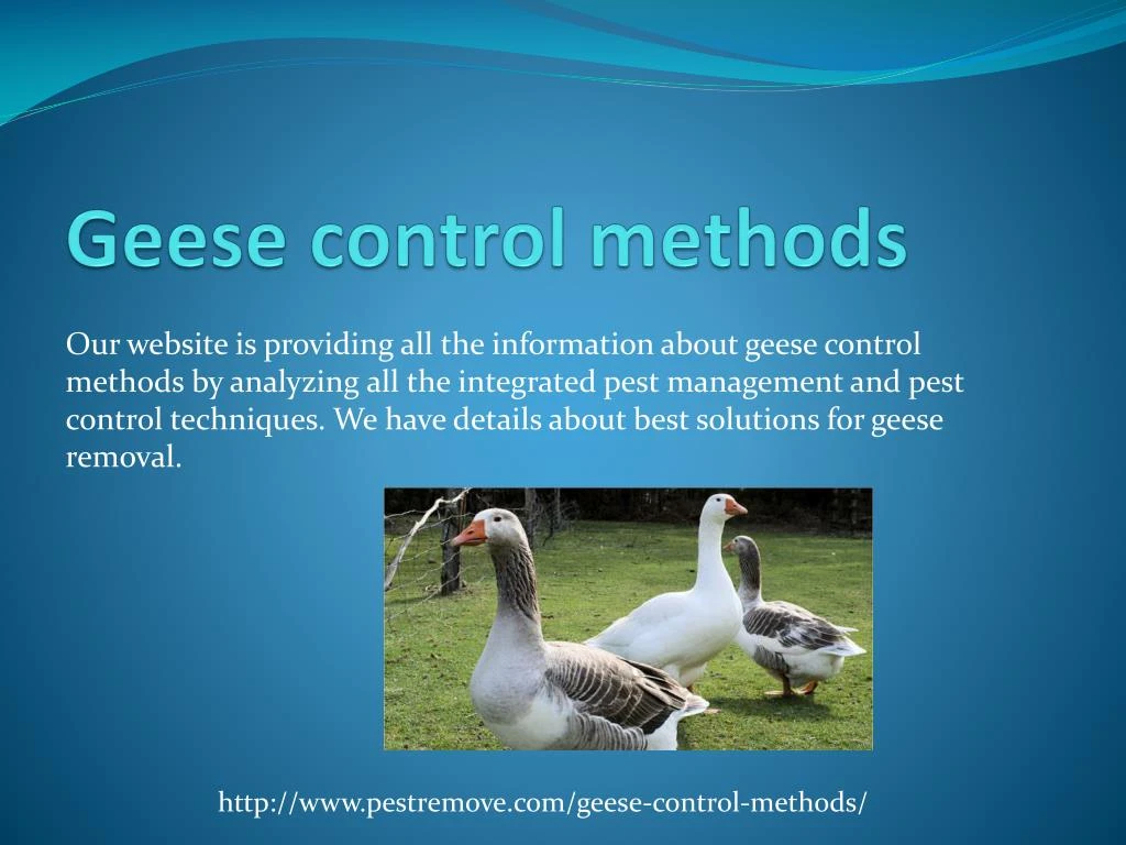 geese control methods