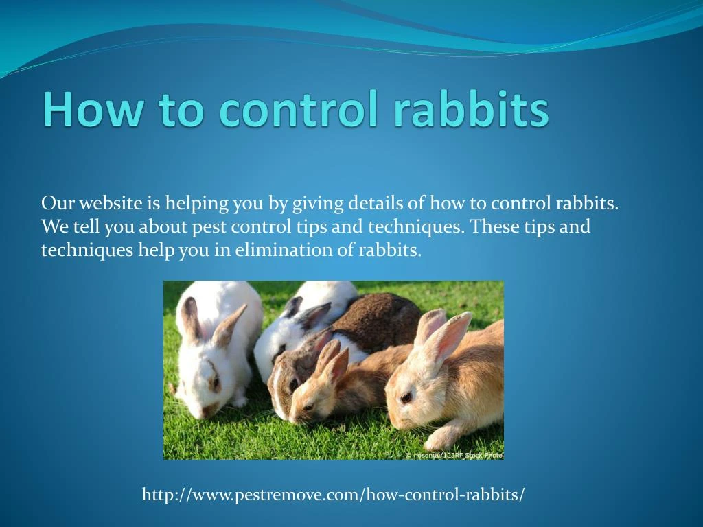 how to control rabbits