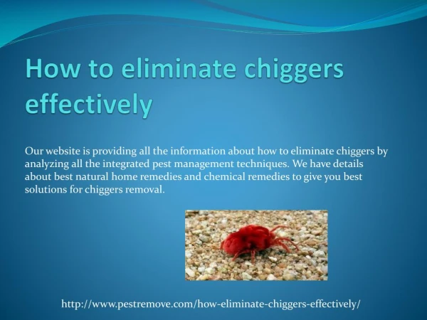 HOW TO ELIMINATE CHIGGERS EFFECTIVELY