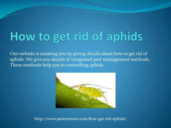HOW TO GET RID OF APHIDS