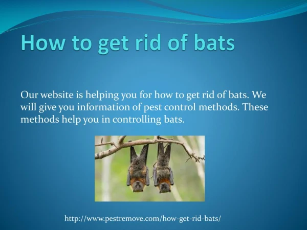 HOW TO GET RID OF BATS