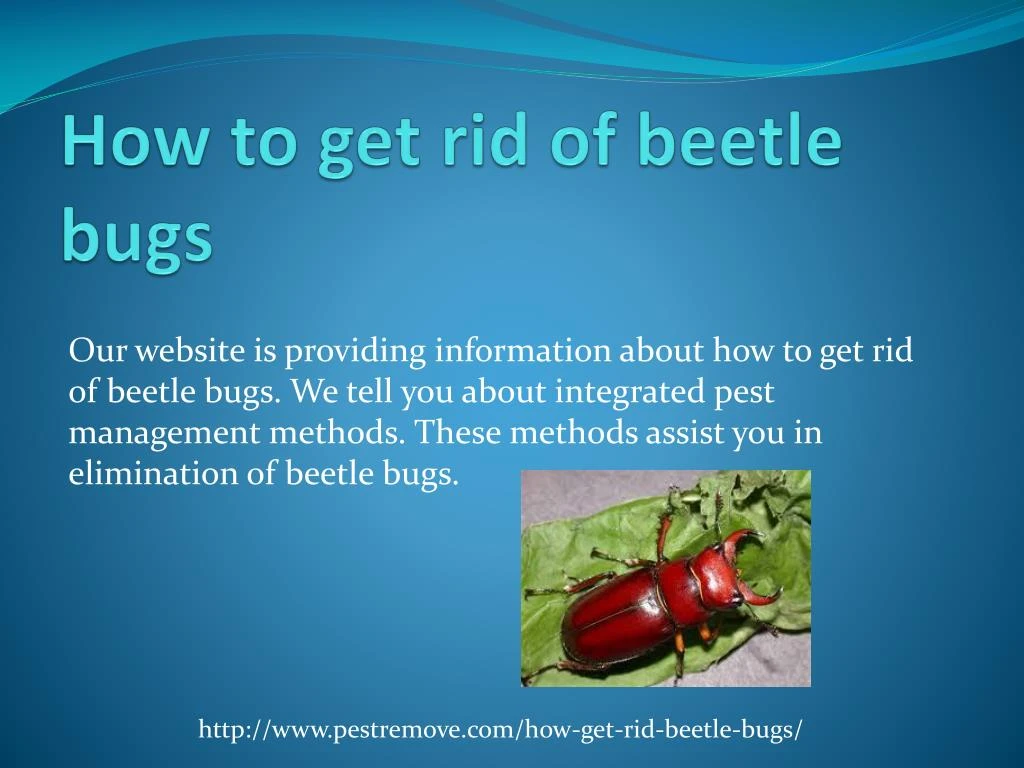 how to get rid of beetle bugs
