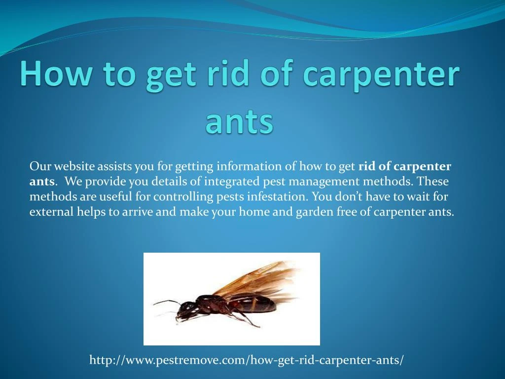 how to get rid of carpenter ants