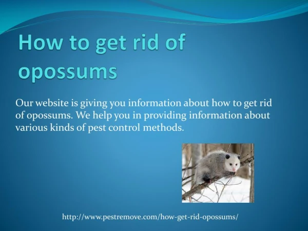 HOW TO GET RID OF OPOSSUMS