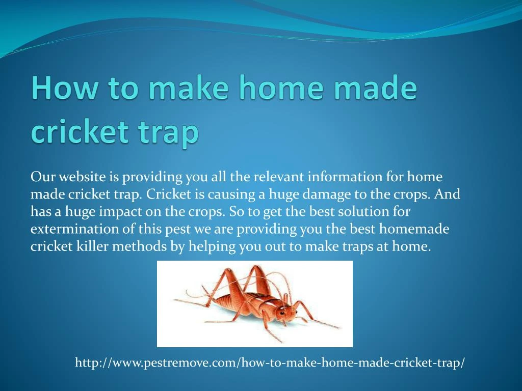 how to make home made cricket trap