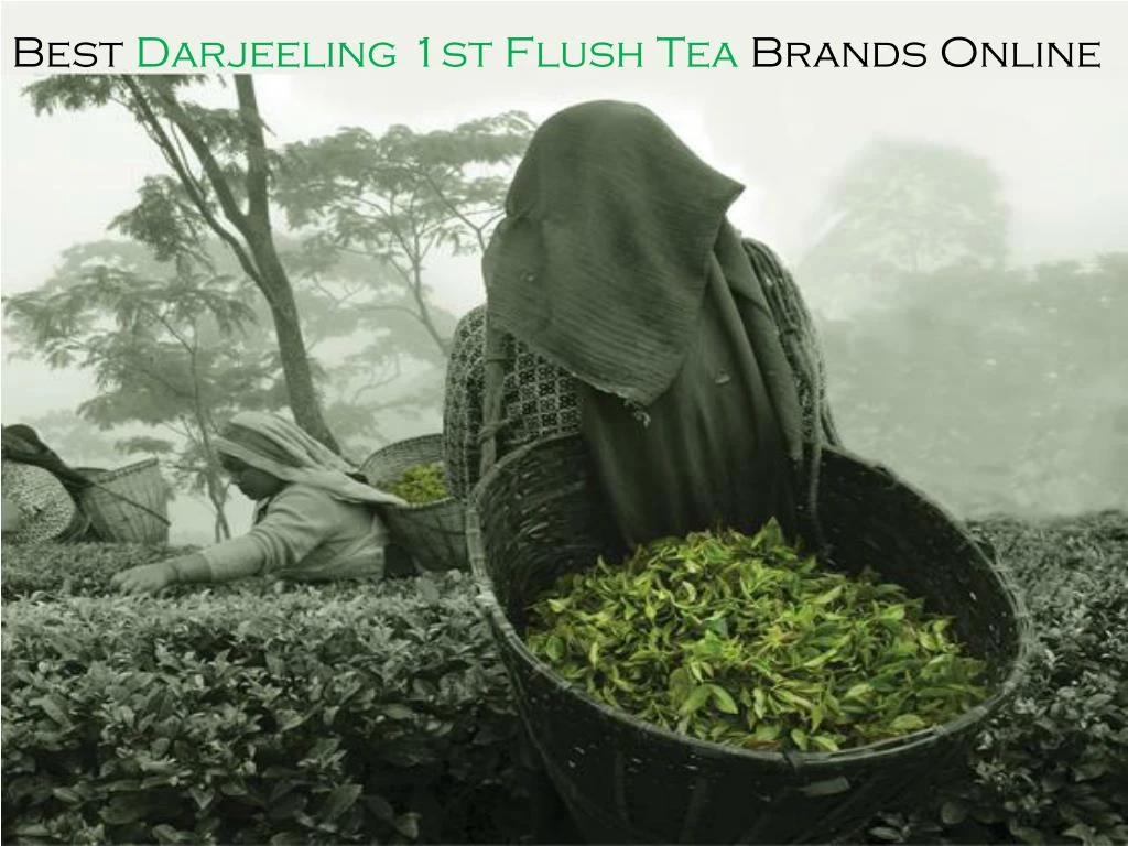 best darjeeling 1st flush tea brands online