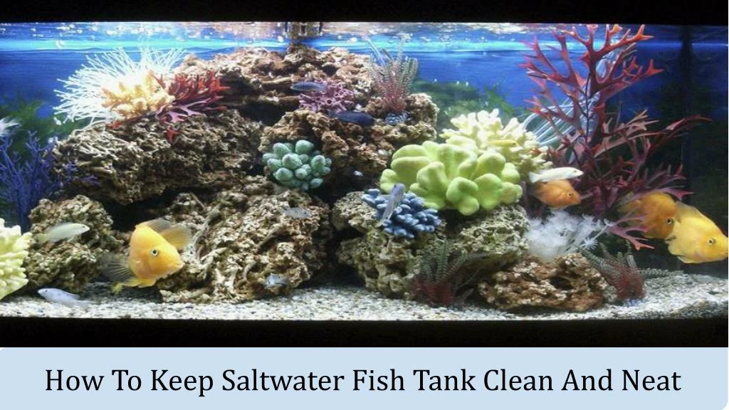how to keep saltwater fish tank clean and neat