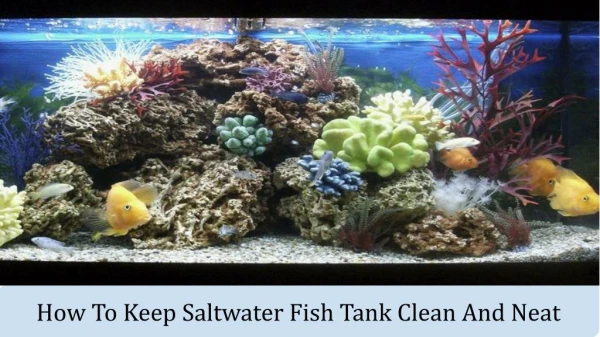 How To Keep Saltwater Fish Tank Clean And Neat