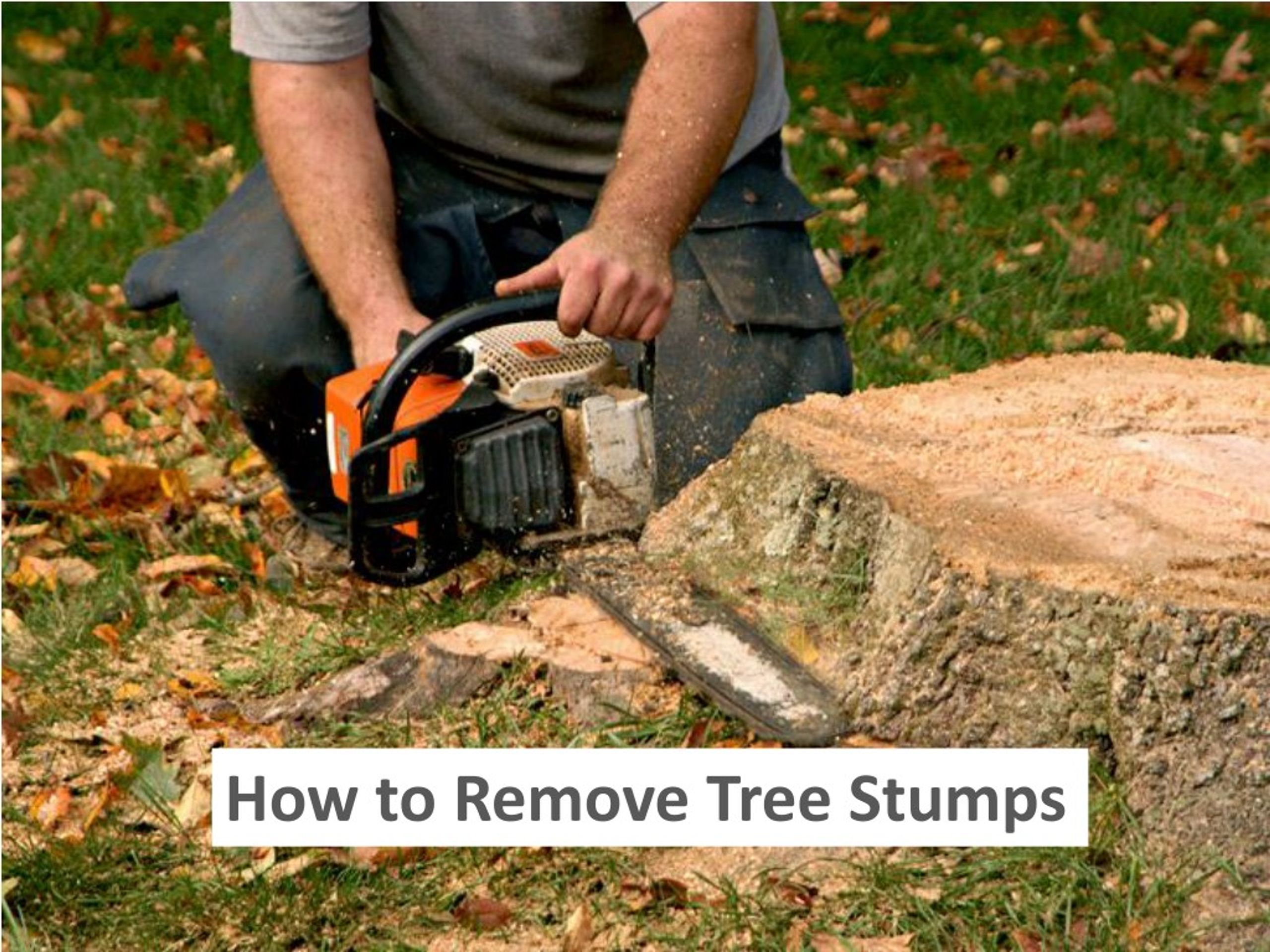 PPT - How to Remove Tree Stumps PowerPoint Presentation, free download ...