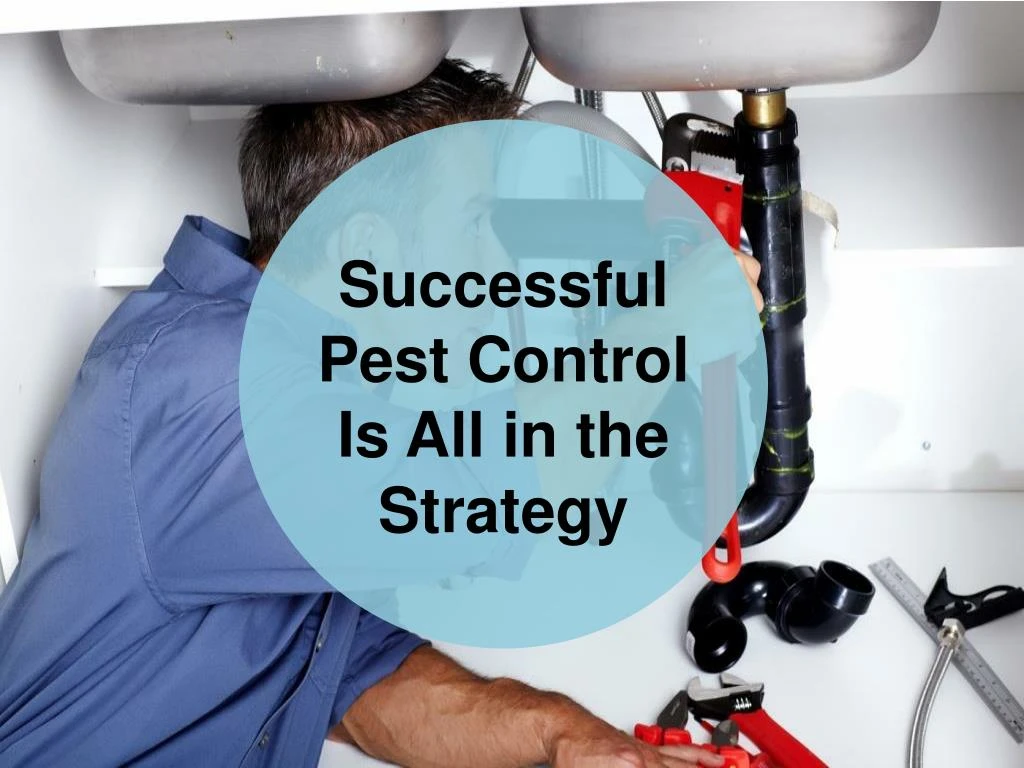 successful pest control is all in the strategy
