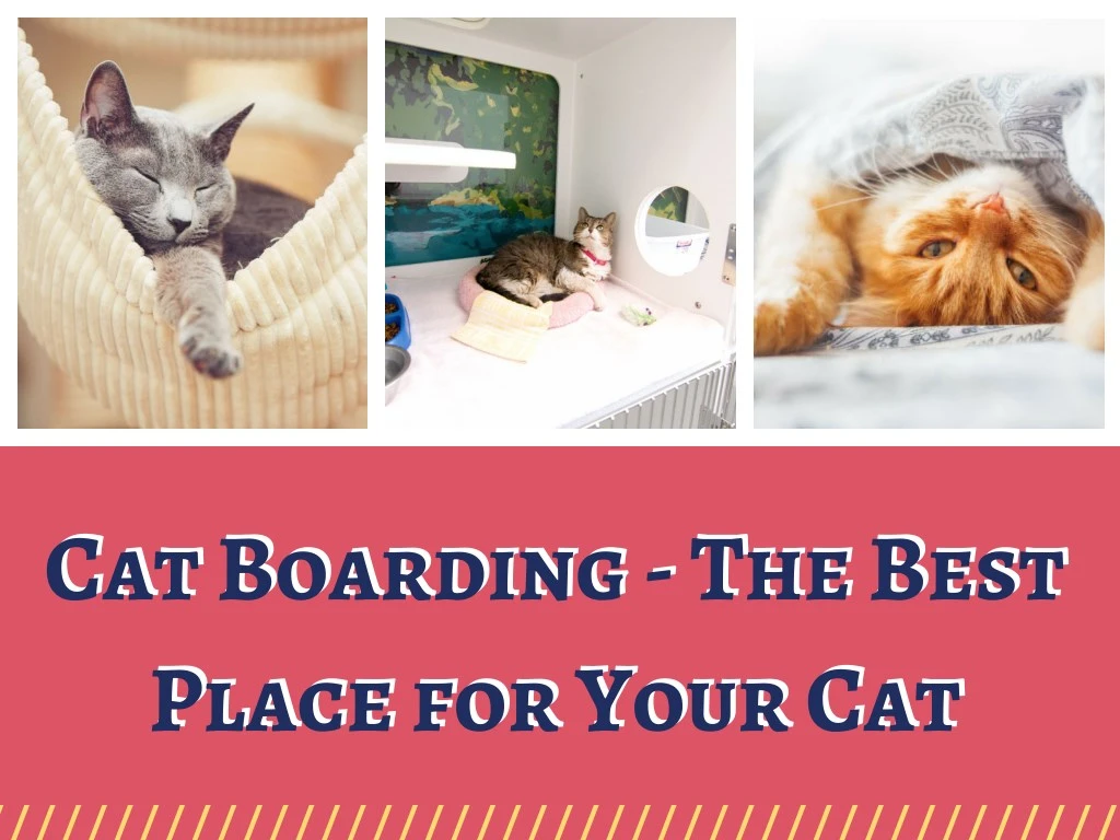 cat boarding the best place for your cat place
