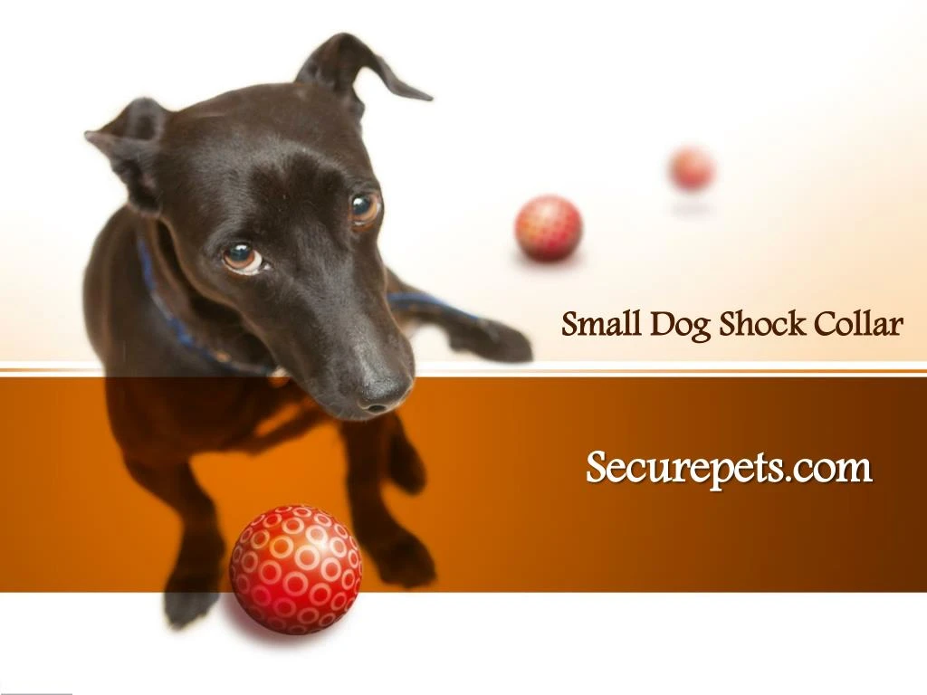 small dog shock collar