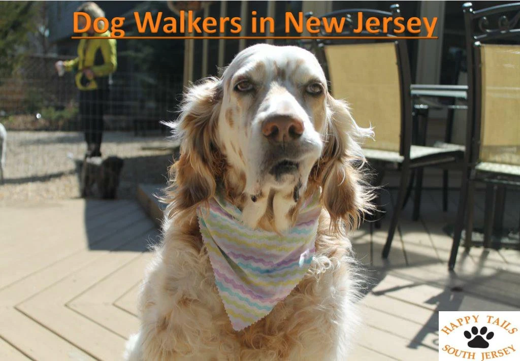dog walkers in new jersey