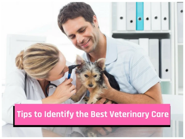 Tips to Identify the Best Veterinary Care