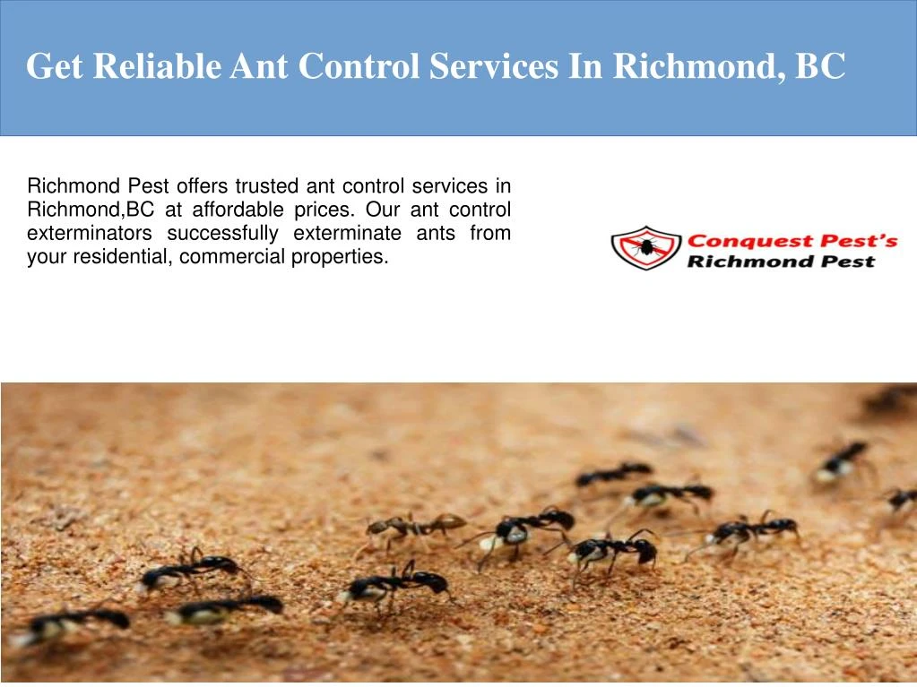 get reliable ant control services in richmond bc