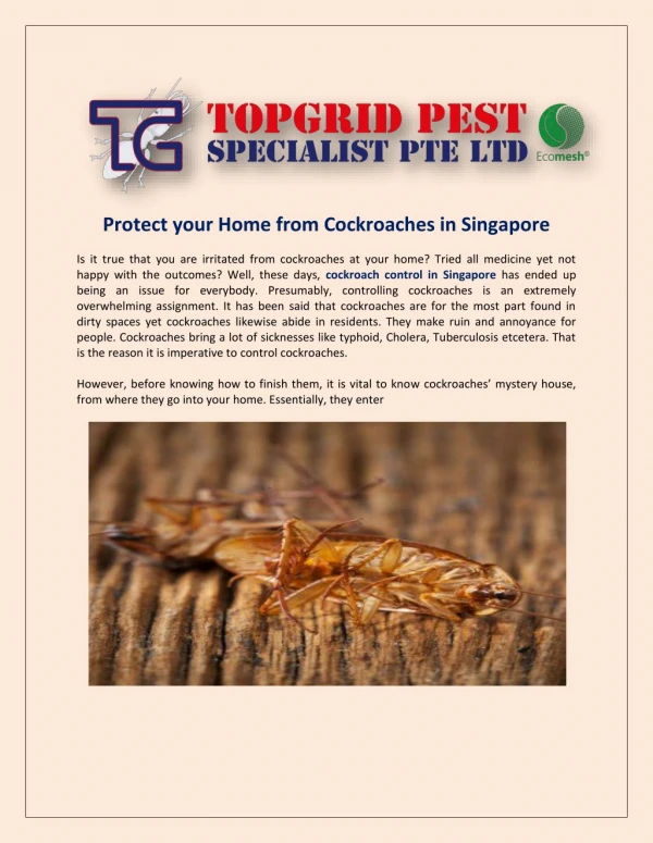 Cockroach Control in Singapore