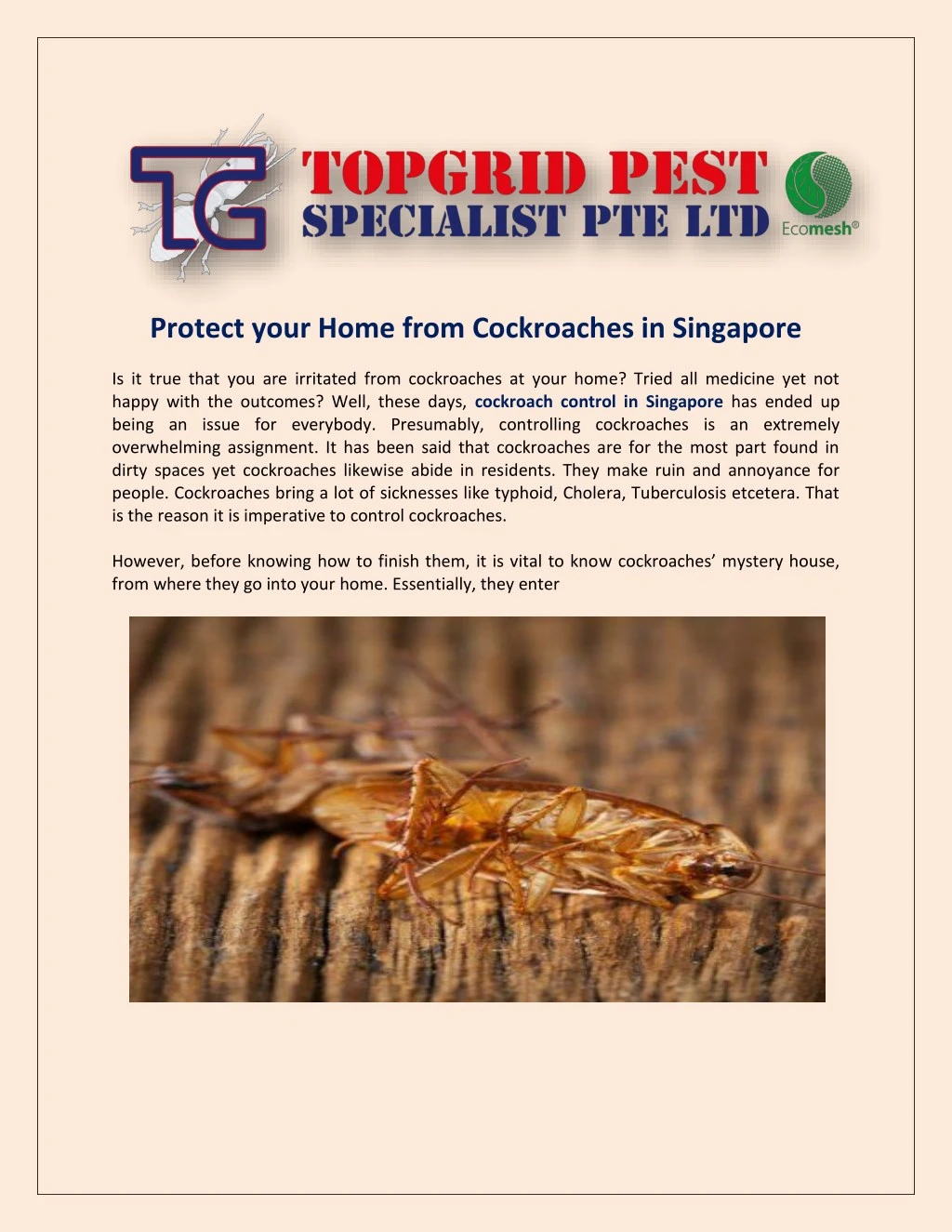 protect your home from cockroaches in singapore