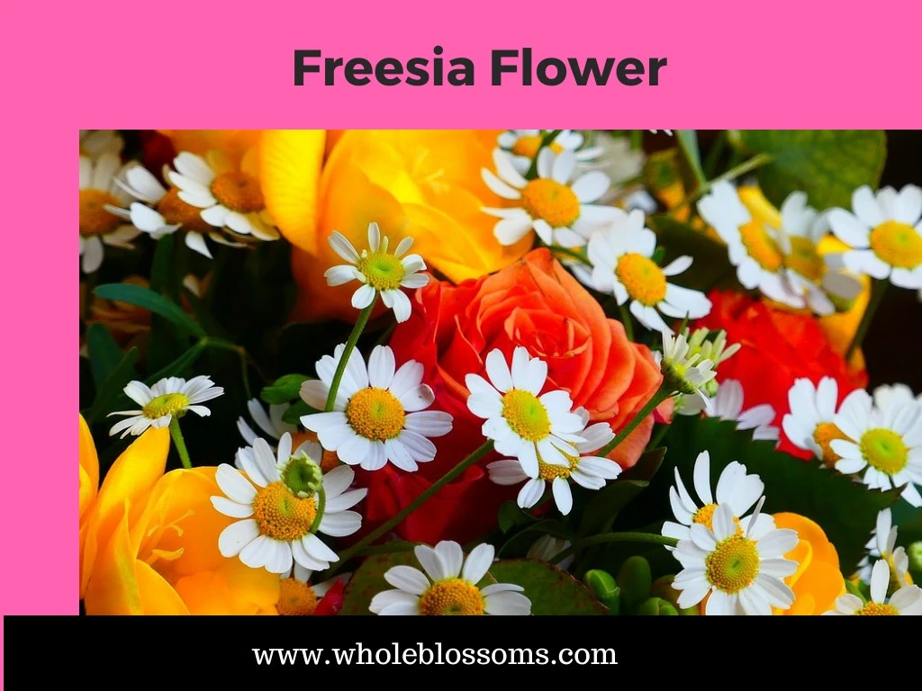 freesia flower