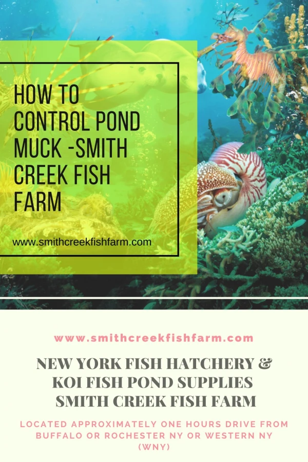 How To Control Pond Muck -Smith Creek Fish Farm