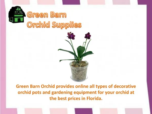 Orchid Pot for Sale Online in Florida