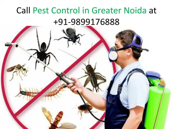 Bset Services Provide Pest Control in Greater Noida by ZX Pest Control
