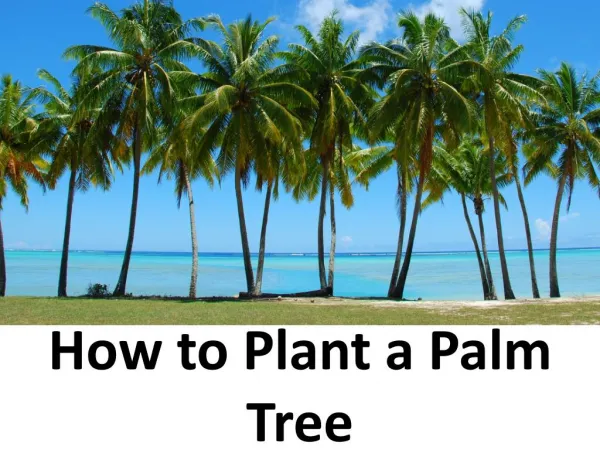 How to Plant a Palm Tree