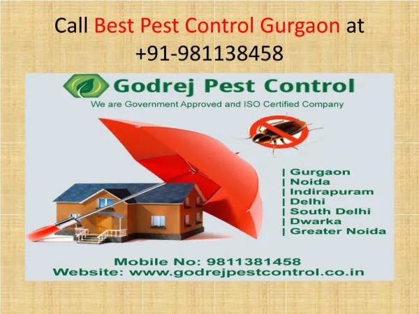 Call Best Pest Control in Gurgaon at 91-9811381458