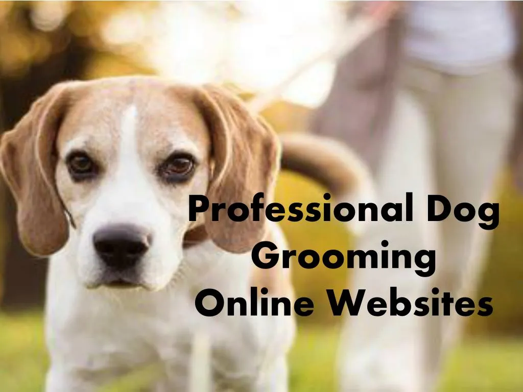 professional dog grooming online websites