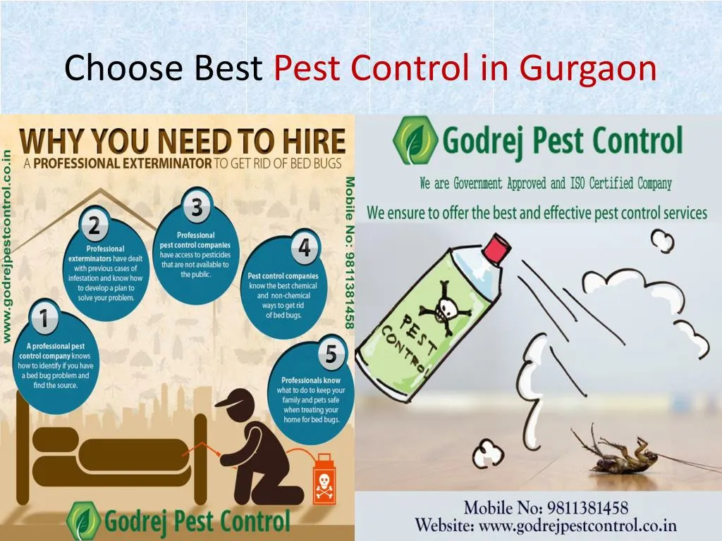 choose best pest control in gurgaon