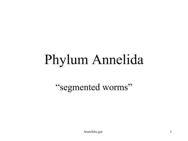 Phylum Annelida