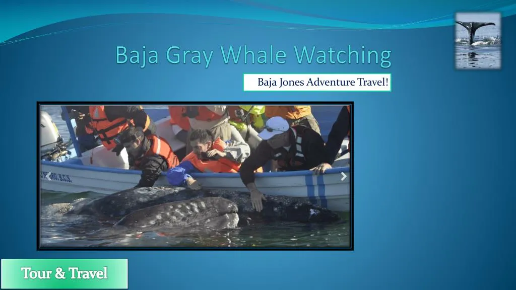 baja gray whale watching
