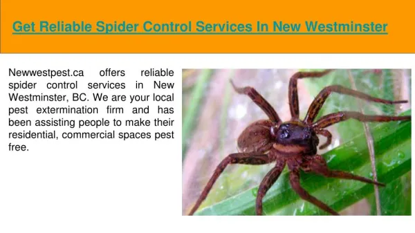 Spider Control New Westminster