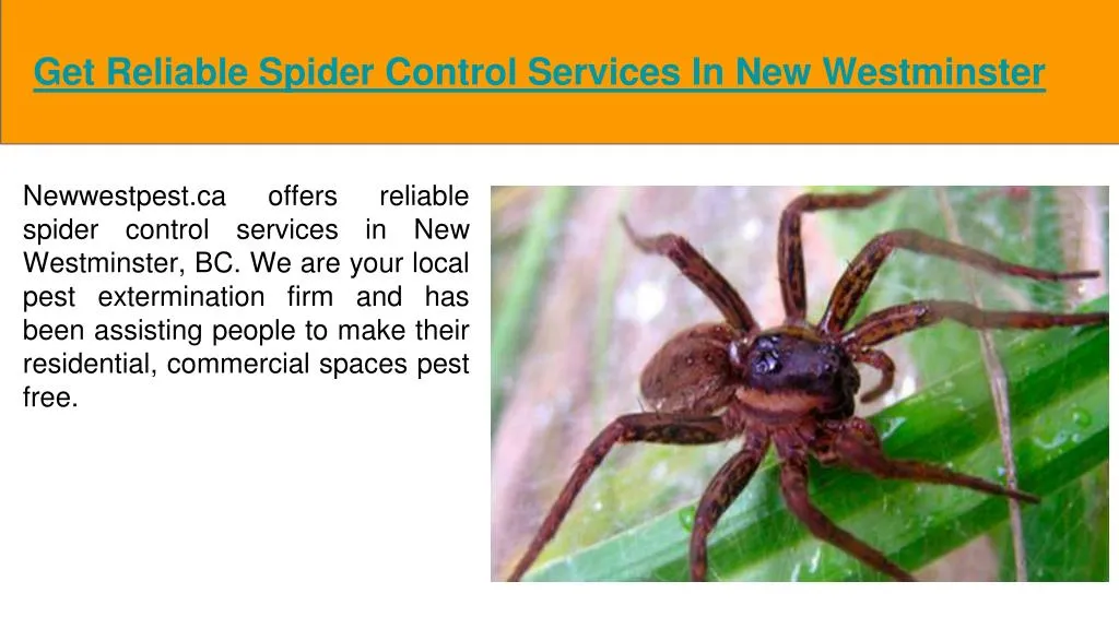 get reliable spider control services